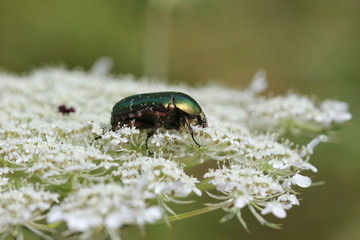 Rosenkäfer auf Wilder Möhre