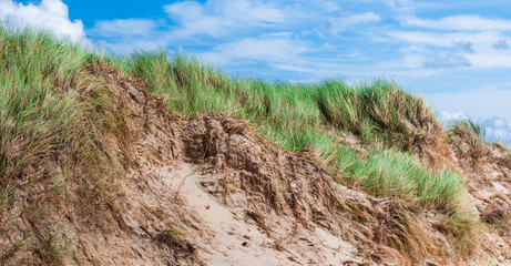 Marram blowing in the wind at a dune in the Netherlands