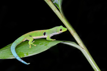 peacock day gecko, phelsuma quadriocellata