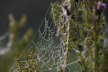 Spinnennetz mit Tautropfen