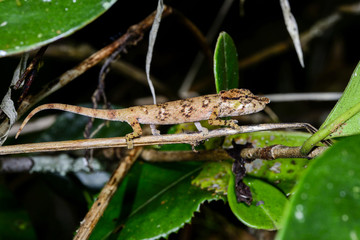 big-nosed chameleon, calumma nasutum, ranomafana