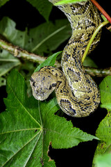 madagascar tree boa, ranomafana, madagascar