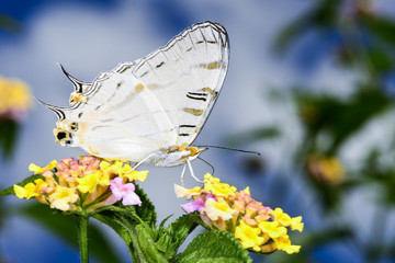 african map butterfly, ranomafana