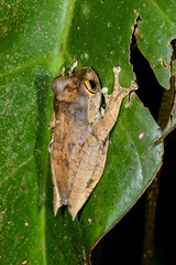 boophis madagascariensis, ranomafana