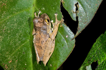 boophis madagascariensis, ranomafana
