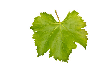 grape leaf