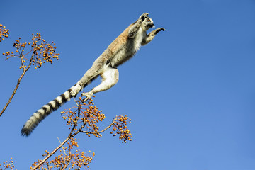 ring-tailed lemur, lemur catta, anja © hakoar