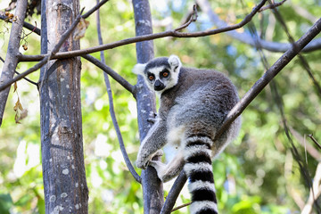 ring-tailed lemur, lemur catta, anja