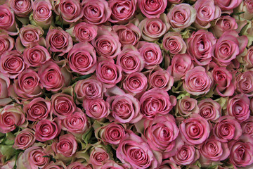 Pink roses in a group