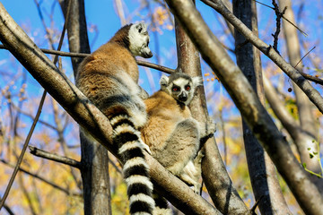 ring-tailed lemur, lemur catta, anja