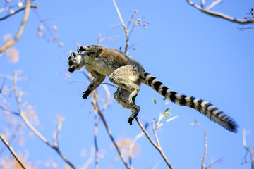ring-tailed lemur, lemur catta, anja © hakoar
