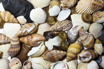seashells