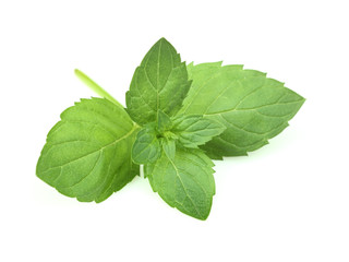 Fresh twig of mint