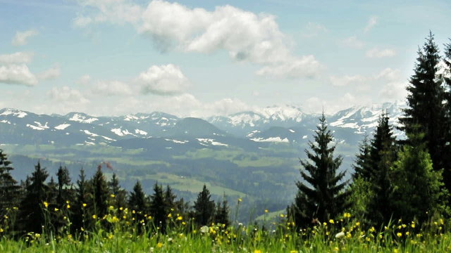 Butterblumen im Wind - Blick von Pfänder / Österreich - Loop