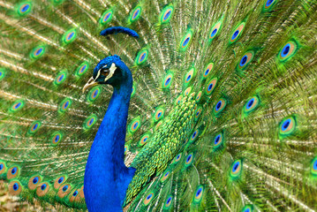 Majestätischer Pfau