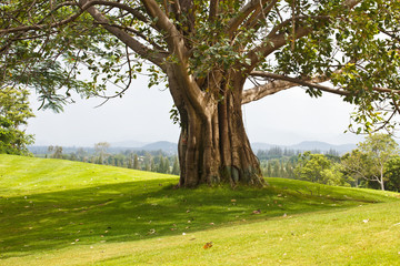 Trees on the golf course