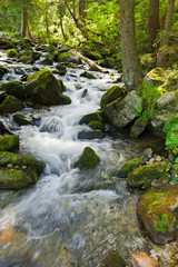 Naklejka na ściany i meble Górska rzeka płynie w krajobrazie leśnym letnim