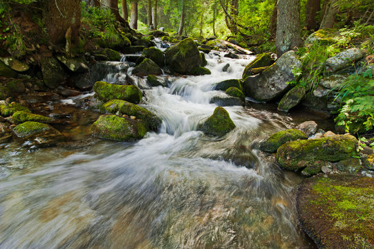 Mountain river flowing at summer forest landscape