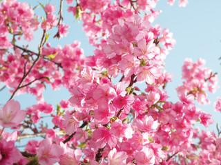 Fototapeta na wymiar Wiśniowe kwiaty i niebo