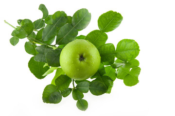 Obraz premium fresh Kaffir lime leaves and green apple fruit isolated on whit