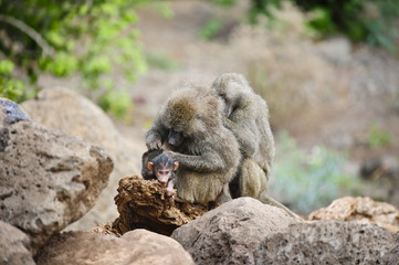 Paviane Sozialverhalten