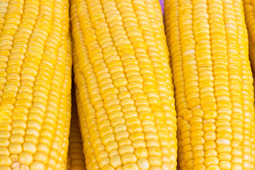 fresh corn background at market