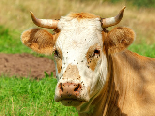 VACHE BRUNE A TETE BLANCHE