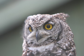 Spotted Eagle owl Bubo africanus
