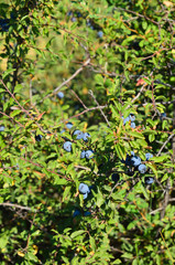 Obraz premium Mirtilli in alta Valle d'Aosta