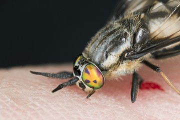 Twin-lobed deerfly (Chrysops relictus) sucking blood from human