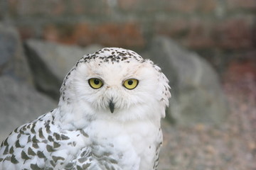 Snowy owl, Bubo Scandiacus