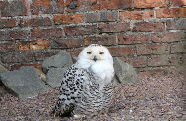 Snowy owl, Bubo Scandiacus