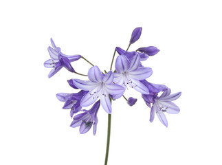 Agapanthus