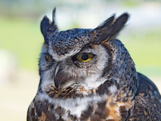 Great Horned Owl, (Bubo virginianus)
