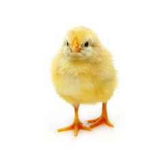Chicken - baby bird