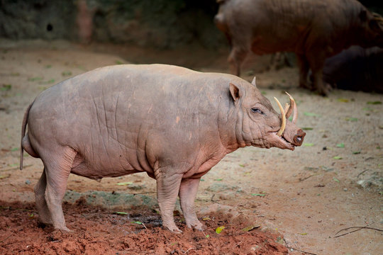 Babirusa