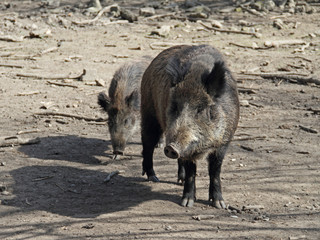 Wildschwein