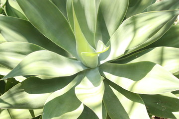 Agave Succulent Cactus © griffin