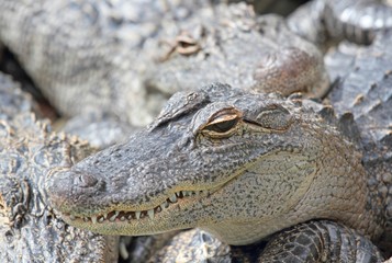 alligator en nature