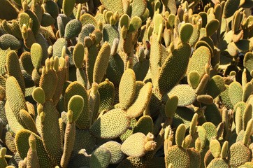 Prickly Pear Cacti in New Mexico © griffin