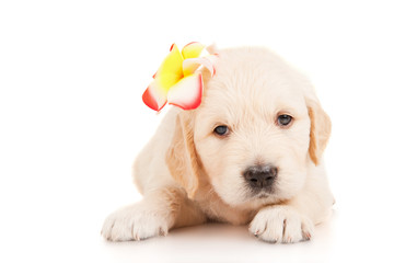 Golden retriever puppy with a flower on her head