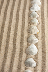 Seashells on the sand