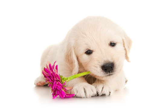 Golden Retriever Puppy with Flower