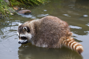 Common raccoon or Procyon lotor