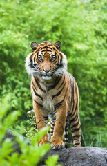 Aziatische of Bengaalse tijger met bamboestruiken achtergrond