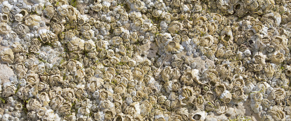 Barbacles on coastal rock