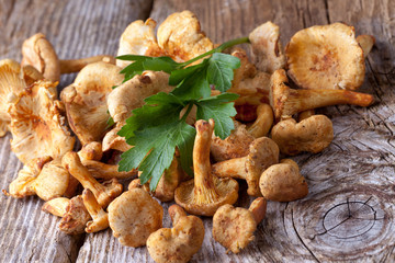 chanterelles on wood background