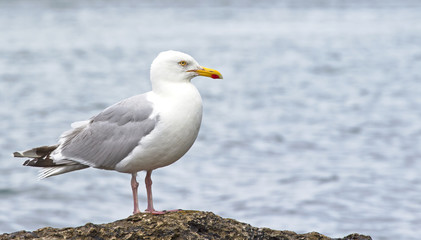 Seagull sitting on rock