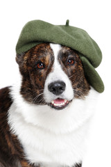 Welsh corgi pembroke in studio