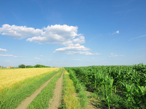 wheat field and corn